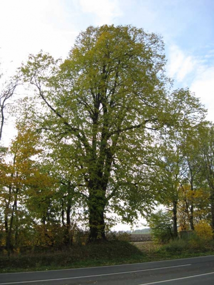 Bild 2 von Linde am Hengkrug